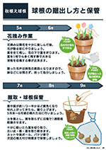 秋植え球根_球根の掘り出し方と保管