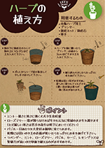 ハーブの植え方