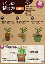 バラの植え方(鉢植え編)