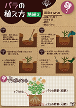 バラの植え方(地植え編)