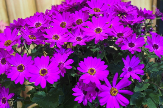 ユニディ相模大野店 ユニディカンパニー ユニディ ホームセンター 株式会社アイリスプラザ