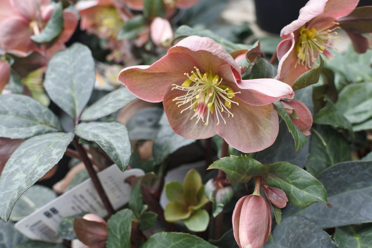 8bfa4e77fb28a37e51ffec98c6ca57